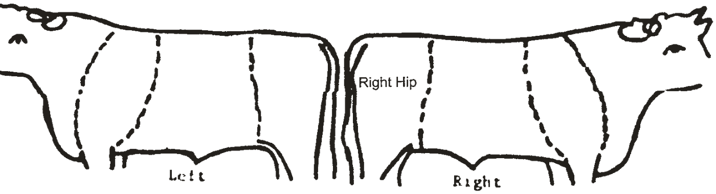 The brand registration diagram: two outlines of an animal, marked left and right, with the brand placed on the right hip.